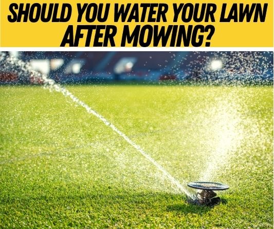 Watering Lawn After Mowing