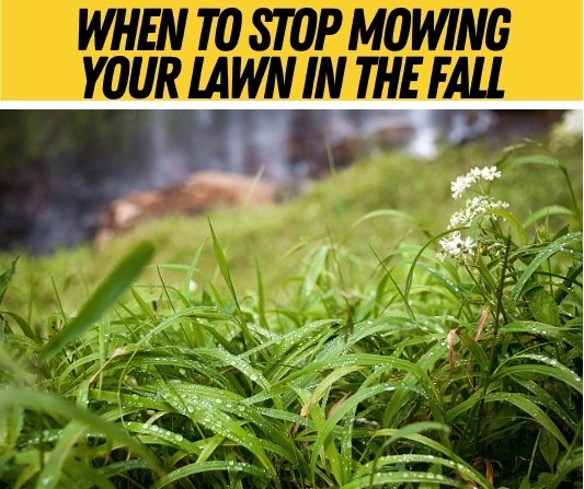 When To Stop Mowing Your Lawn in the fall